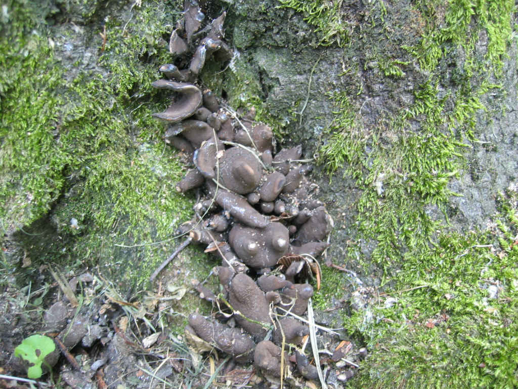 2005 :  Un anno di funghi